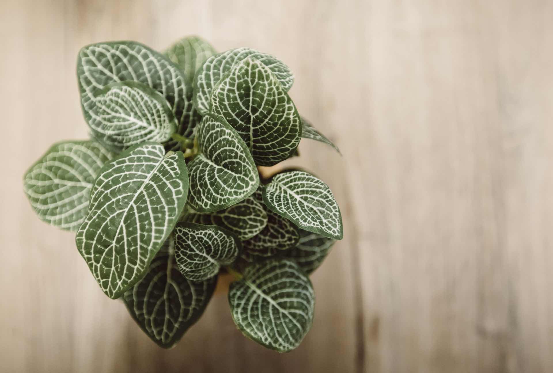 Photo of a plant